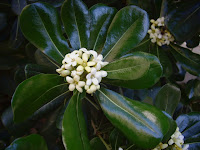 Pittosporum tobira