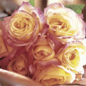 [rose10+MODIFICATE.jpg]