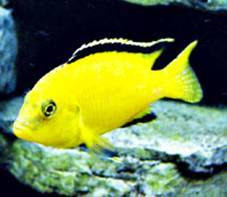 yellow electric cichlid