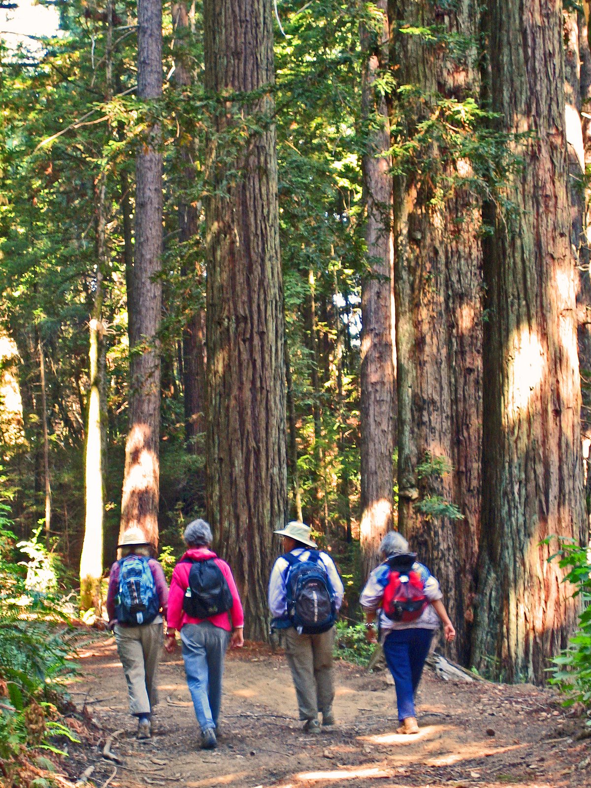 [Hiking+in+Redwoods.jpg]
