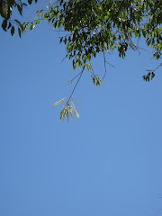 mi mente es un cielo azul