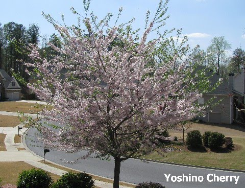 yoshino cherry tree pictures. yoshino cherry tree pictures.