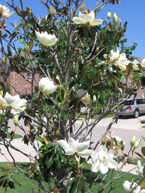 magnolia tree. magnolia tree pictures.