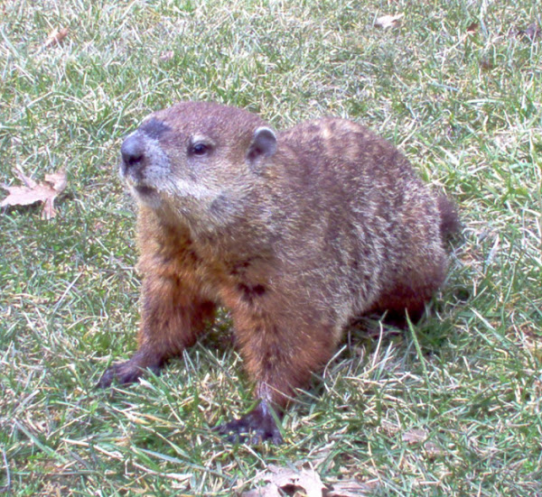 [Woodchuck alley cemetery applesauce for woodchuck bait] [secret