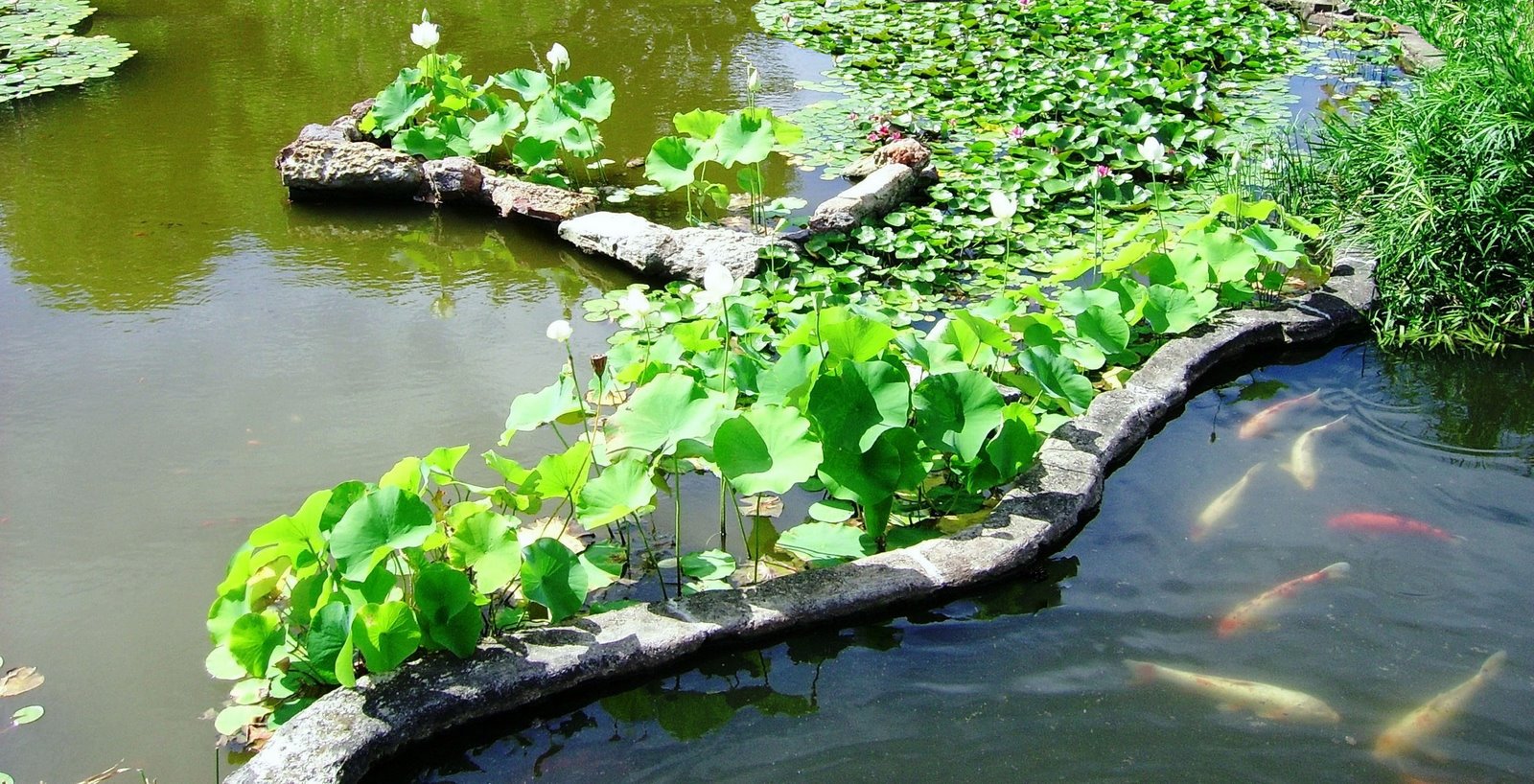 koi-pond-design-sydney-size