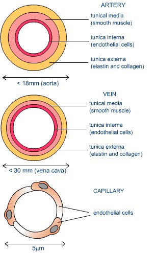 veins function