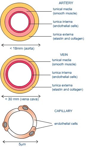 Human Cardiac and Respiratory Systems: DESCRIBE THE STRUCTURE OF