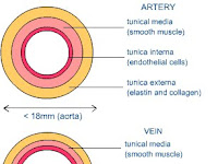 Arteries And Veins Diagram Arteries And Veins Diagram