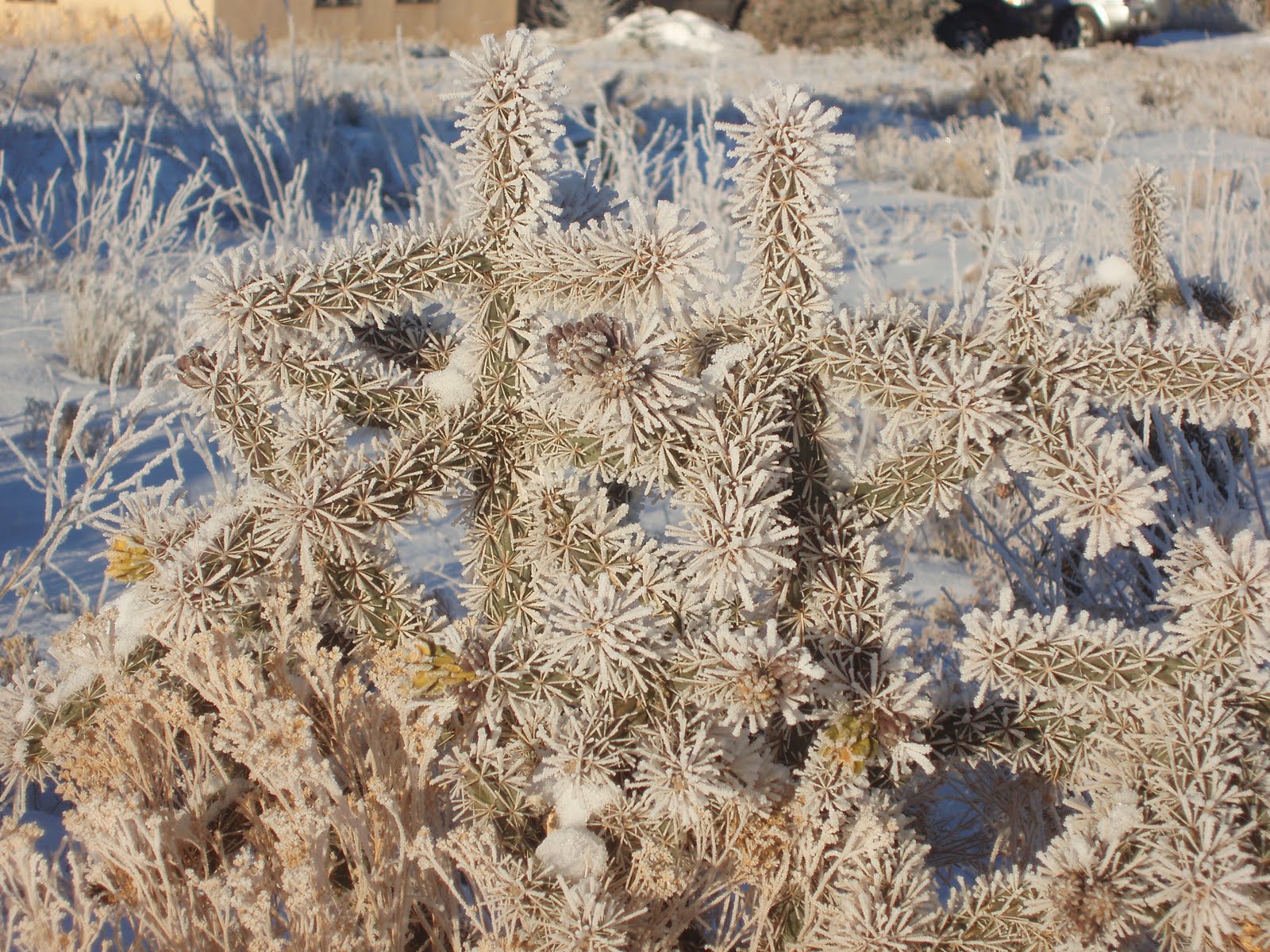 [frosted+cholla+2.jpg]