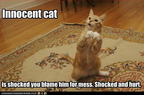[funny-pictures-cat-is-innocent-and-hurt.jpg]