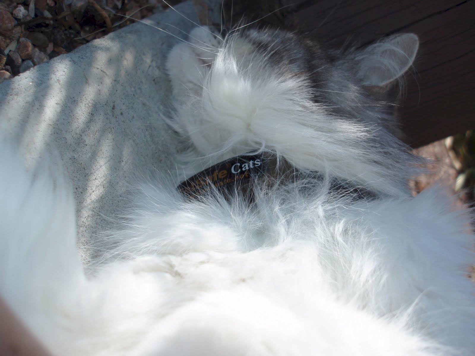 [Isabe's+new+collar.jpg]