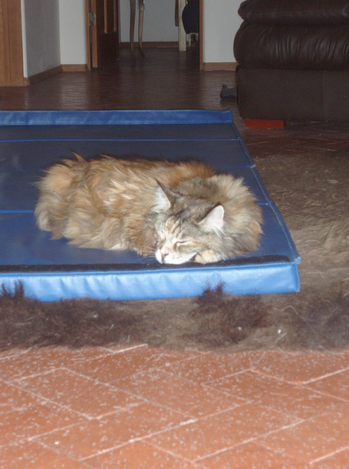 [Teddy+on+the+mat.jpg]