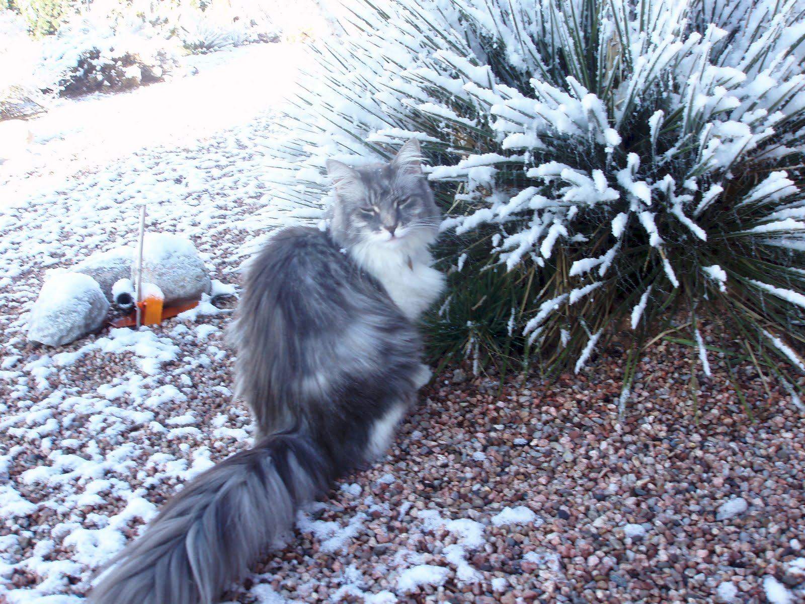 [Isabel+in+the+snow.jpg]