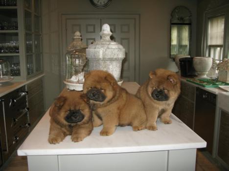 [chowchow.jpg]