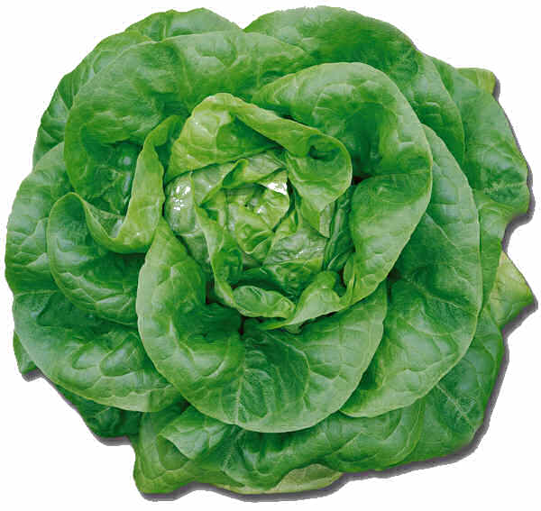 [Butterheadlettuce.jpg]