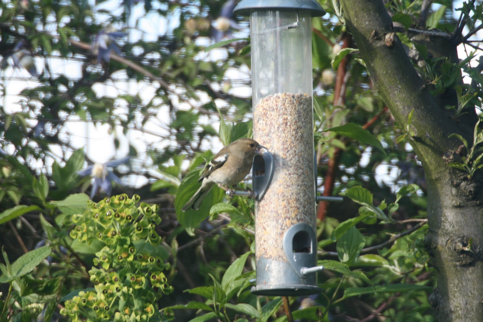 [female+chaffinch.jpg]