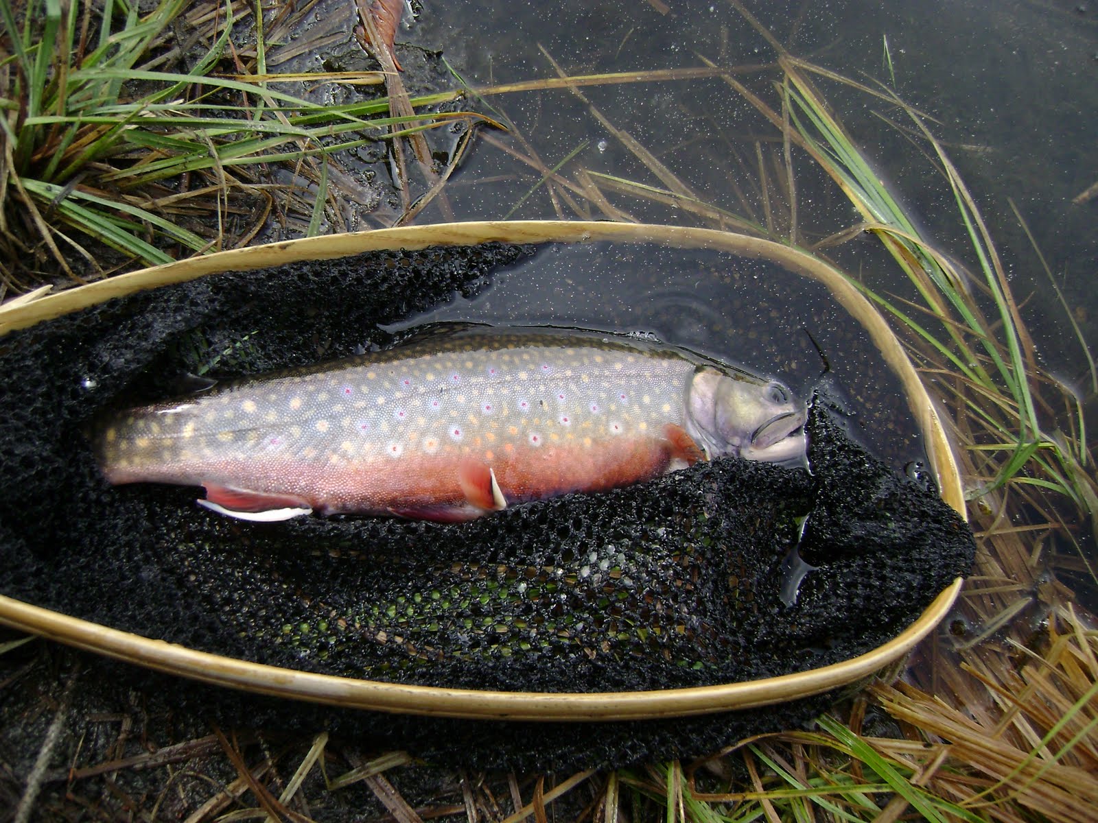 Coast to Coast Maine Brook Trout in Oregon