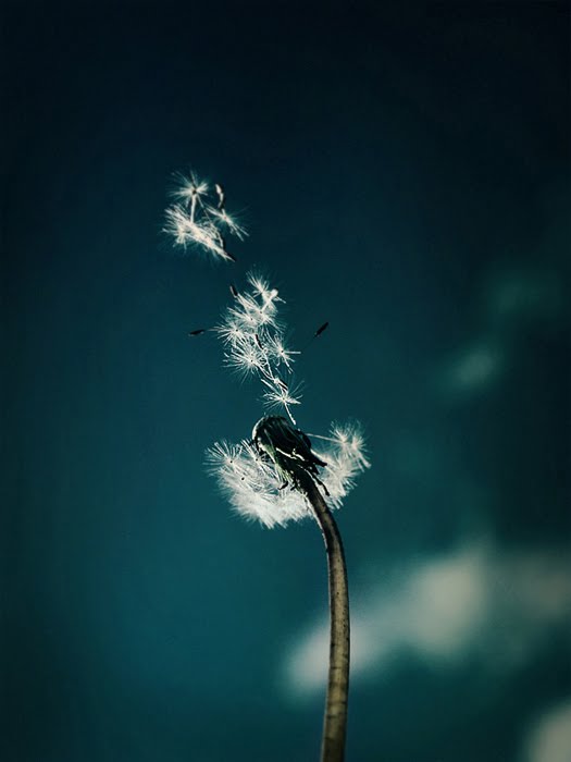 [Make_a_wish_by_Elveroote.jpg]