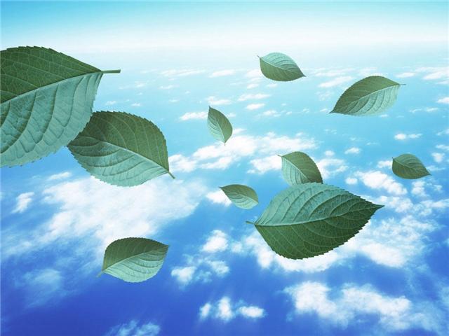 [flolhas+ao+vento.jpg]