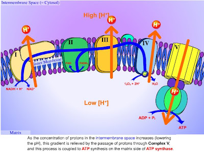 Mitochondrial Electron Transport