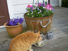 My cats drink only from china cups!