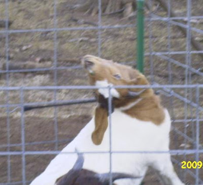 Weird Goat
