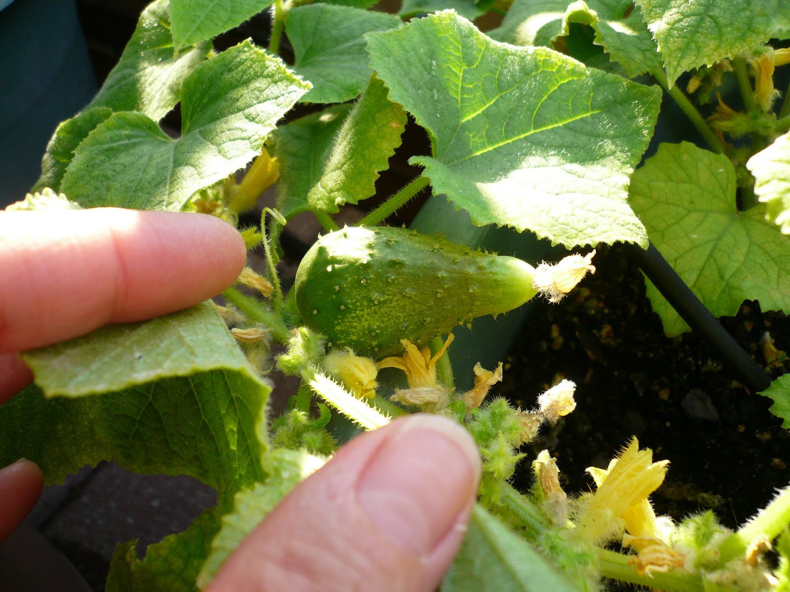 NYC Gardener Birds, bees and cucumbers