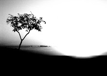 Por do sol no cerrado