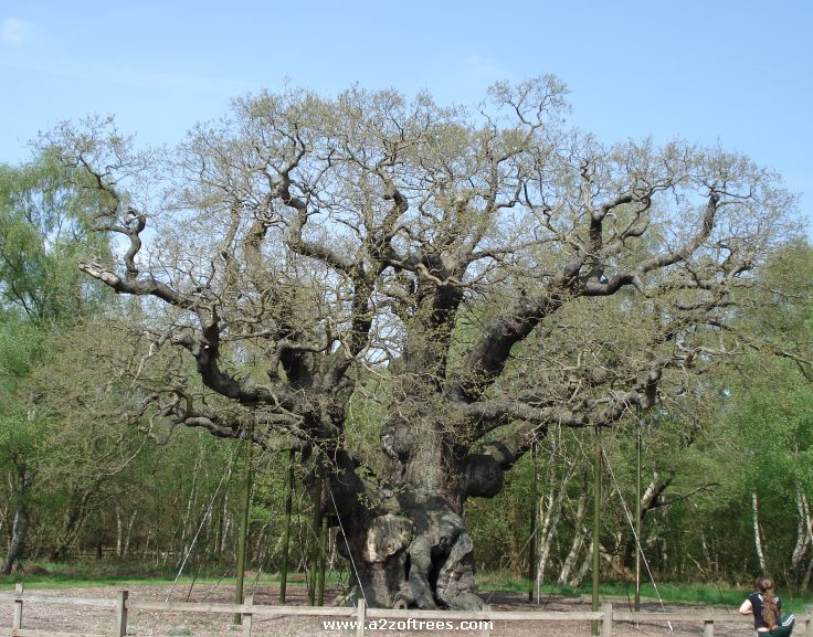 [major-oak.jpg]
