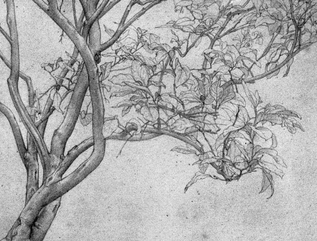 [Leighton_Study_of_a_Lemon_Tree.det2.jpg]