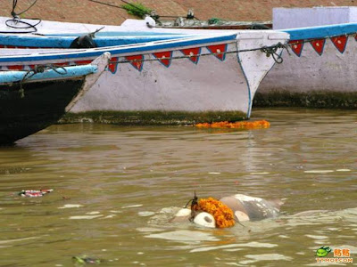 Sungai Gangga Di Penuhi Dengan Mayat Terapung Sungai Gangga Di Penuhi Dengan Mayat Terapung