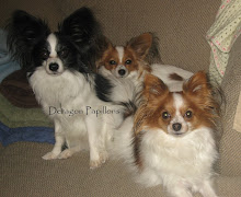 Kenai, Cleo and Harley Our little Rescue (L to R)