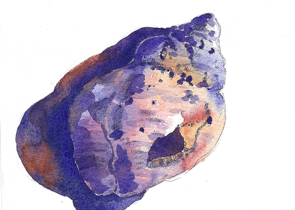 [Shell+on+Crescent+Beach.jpg]