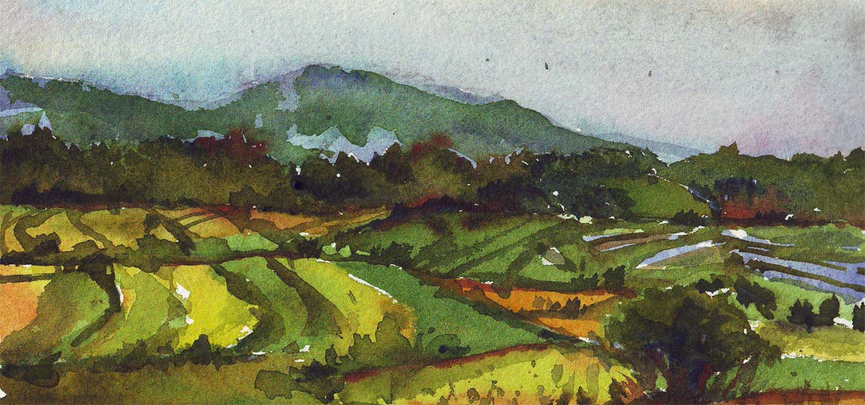 [Rice+Fields+1.jpg]