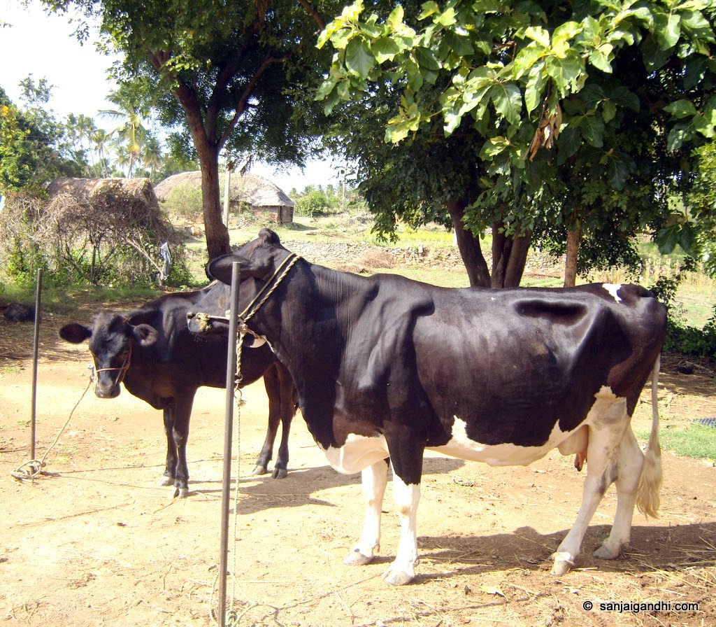 [cow.JPG]