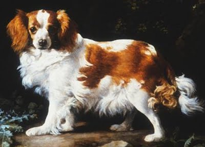 [spaniel.bmp]