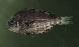 Pelagic Butterfish