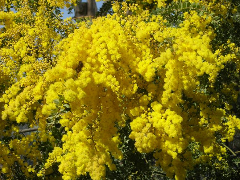 [wattle.jpg]