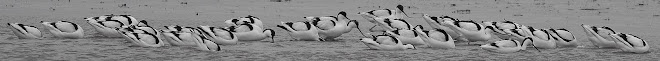 Avocet