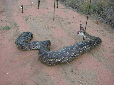Anaconda Snake Photo