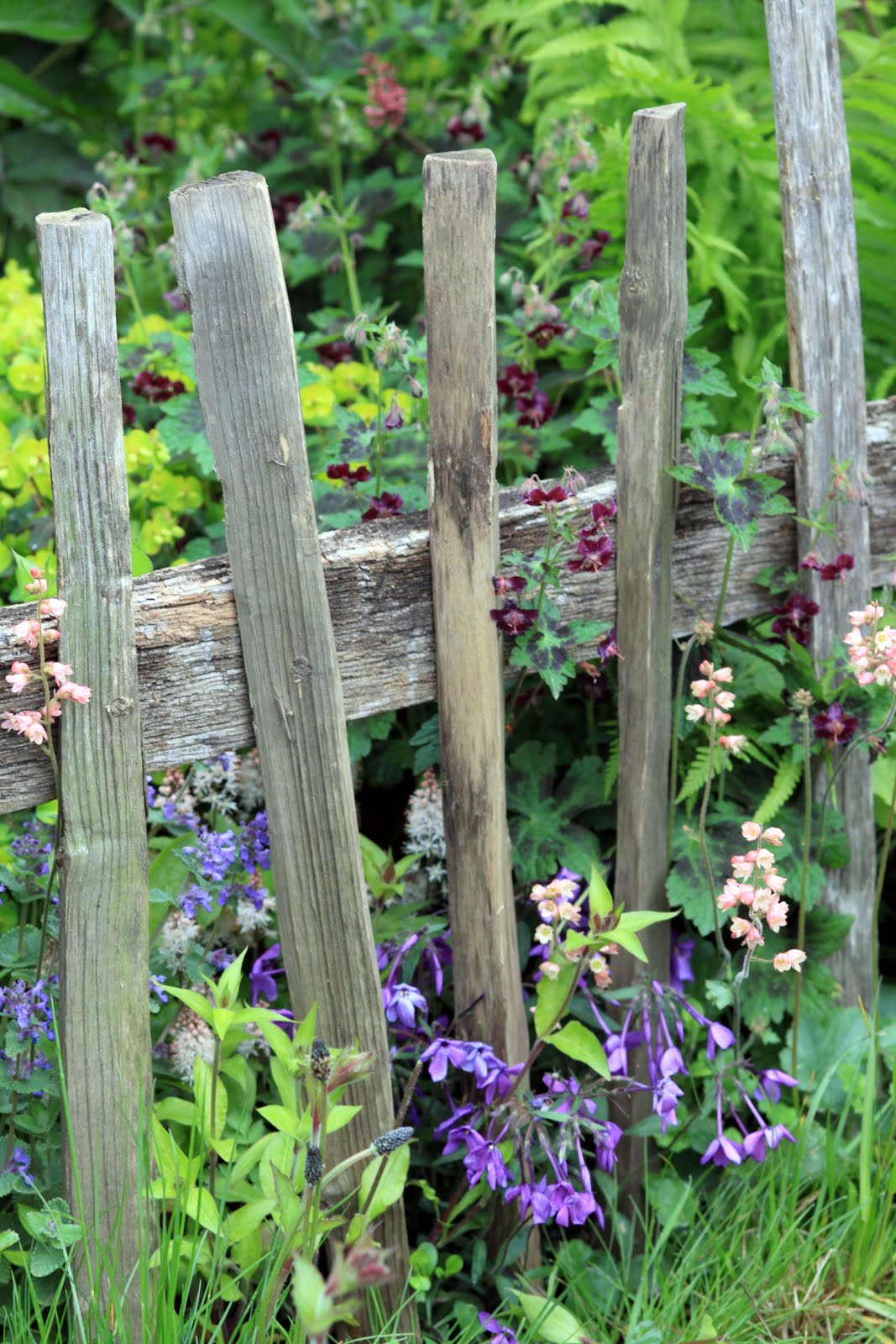 Wisteria and cow parsley: the malvern spring show 2010 show ...