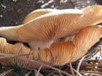 Oyster mushrooms in the winter