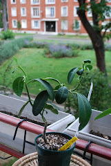 Hoya obstusifolia