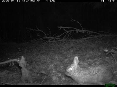 Bigfoot Trail Camera