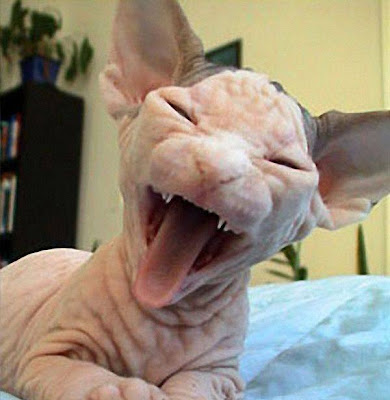 ugly cat contest. Ugly Cat Pics. Here is a cat to go with your