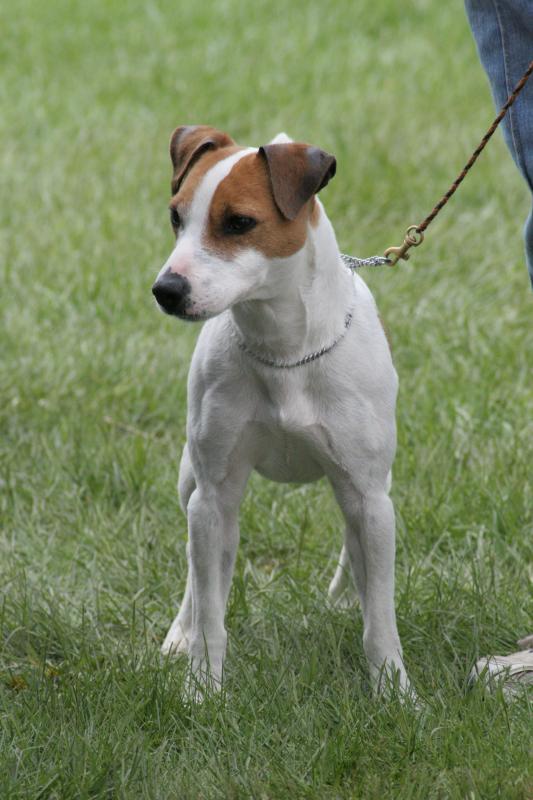 Jack Russell Terrier Popular Dog Breeds