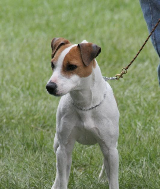 Jack Russell Terrier Popular Dog Breeds