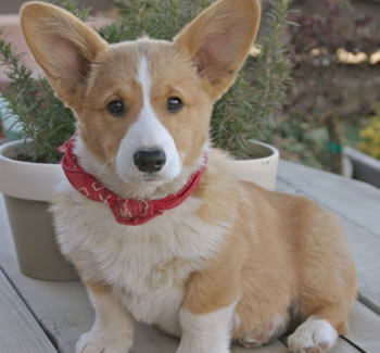 Popular Dog Breeds October 2010