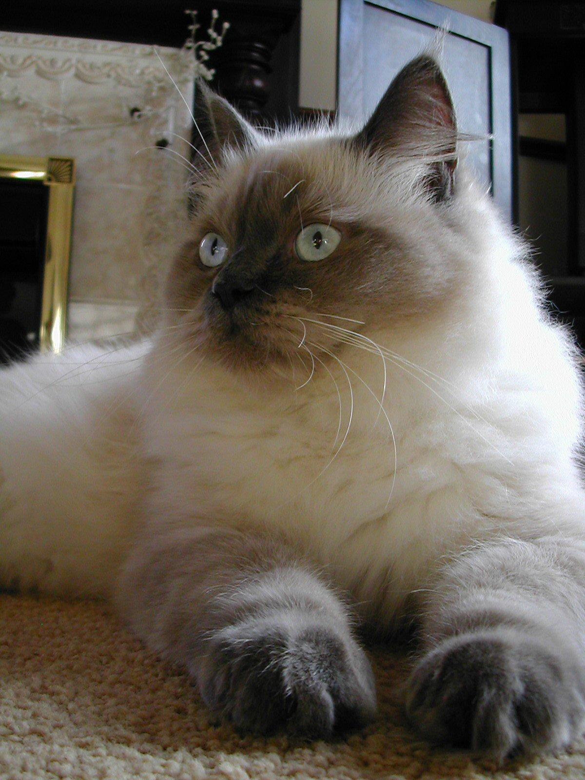 Ragdoll Cat Photo Animal Pictures Gallery