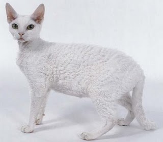 Devon+rex+kittens+for+sale+michigan